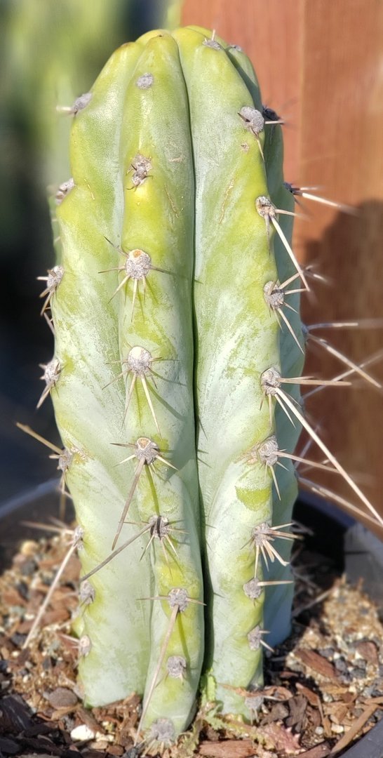 #I-83 exact Trichocereus Ornamental Cactus 9.5"-Cactus - Large - Exact-The Succulent Source