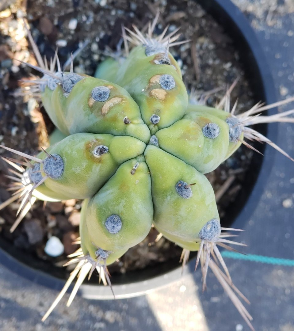 #I-83 exact Trichocereus Ornamental Cactus 9.5"-Cactus - Large - Exact-The Succulent Source