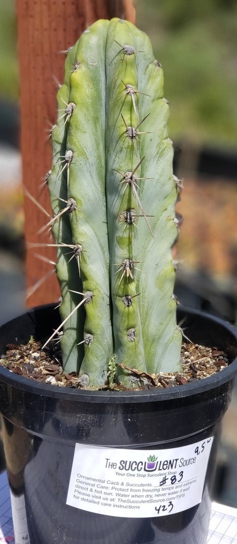 #I-83 exact Trichocereus Ornamental Cactus 9.5"-Cactus - Large - Exact-The Succulent Source