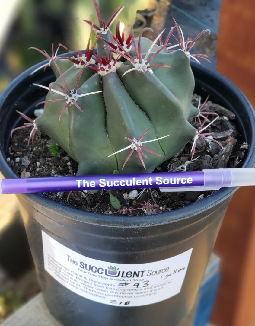 #93 Exact Ferocactus Devils Tongue Ornamental Cactus 1 gallon-Cactus - Large - Exact-The Succulent Source