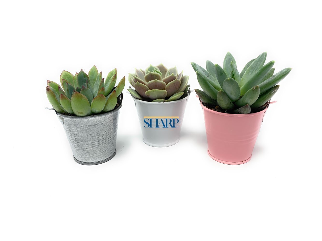 Individual Mailers-Succulent - Gift-The Succulent Source