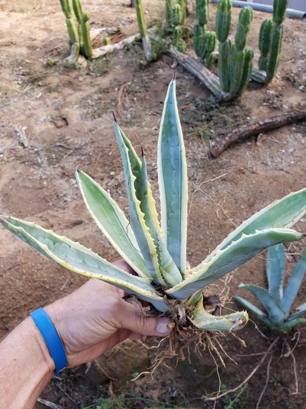 Agave Cuttings Pups & Dry Rooted by JUDE-Succulent - Specialty-The Succulent Source