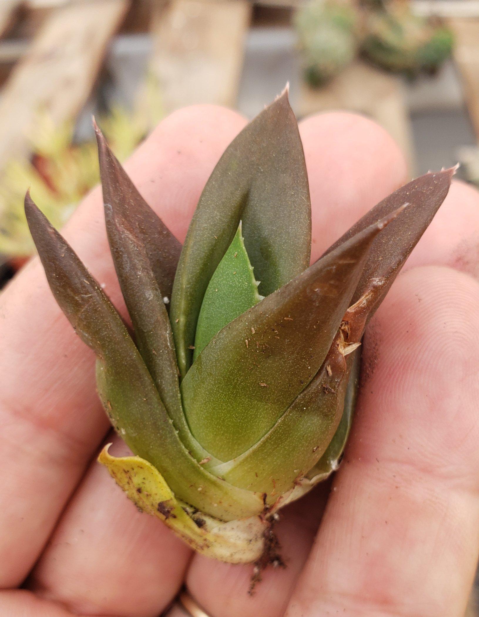 Judes Aloe Cuttings Pups & Bare Root-Succulent - Aloe Agave-The Succulent Source