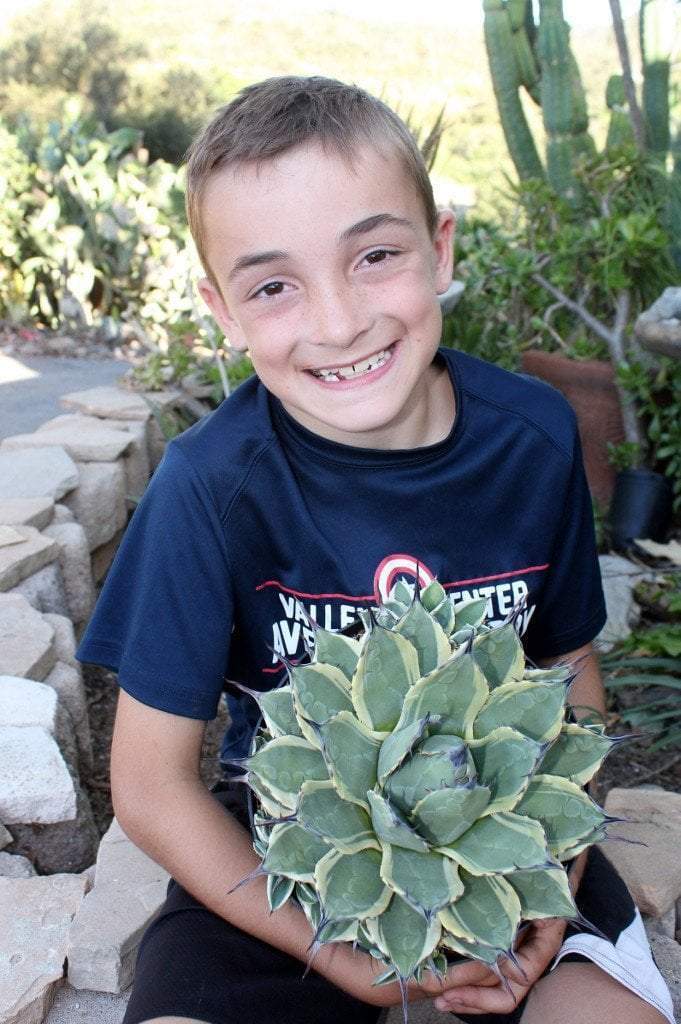 Judes Potted Agaves