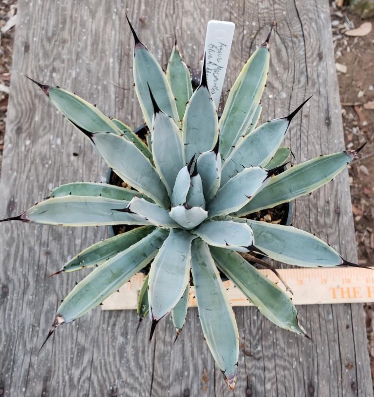 Agaves Potted by Jude-Succulent - Specialty-The Succulent Source