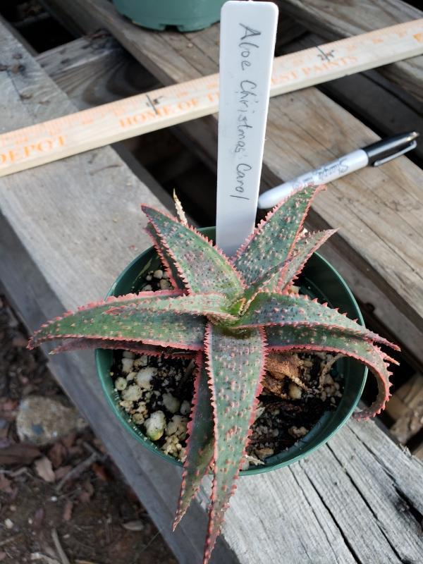 Aloes Potted by JUDE-Succulent - Medium-The Succulent Source