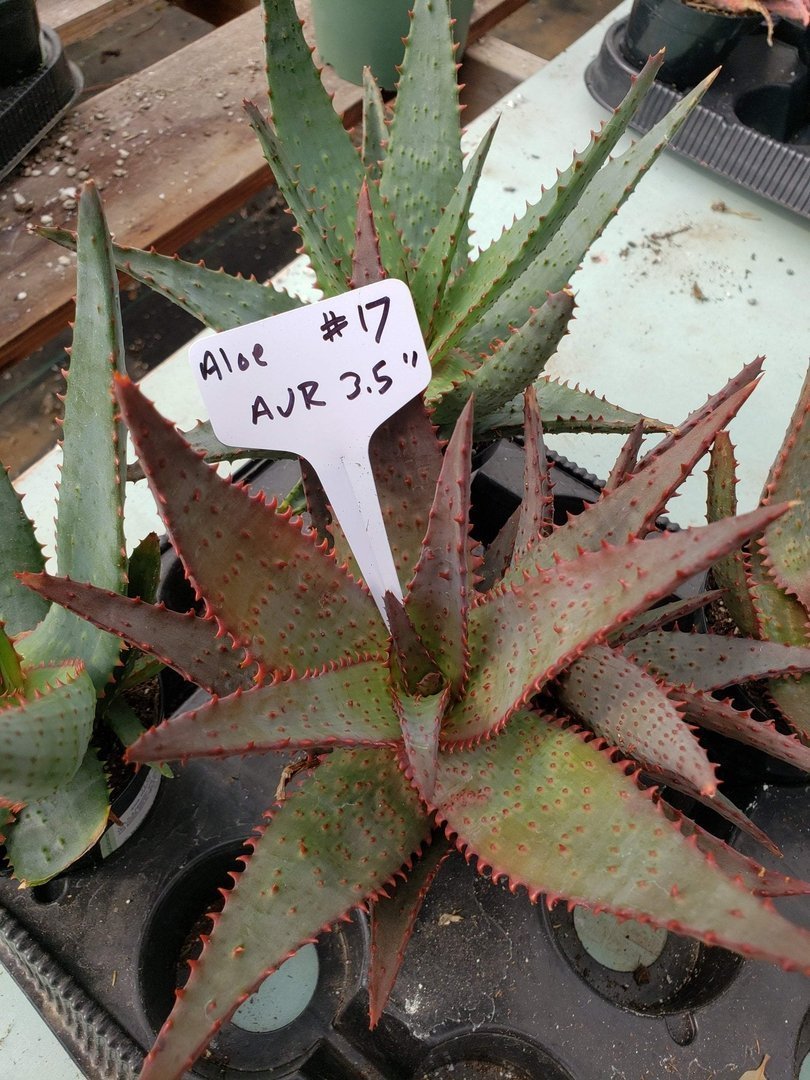 Aloes Potted by JUDE-Succulent - Medium-The Succulent Source