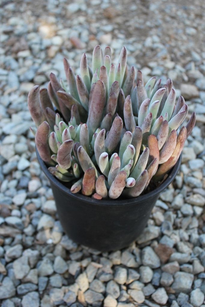 happy young lady succulent Lady Fingers Cotyledon Succulent in 1 nursery gallon