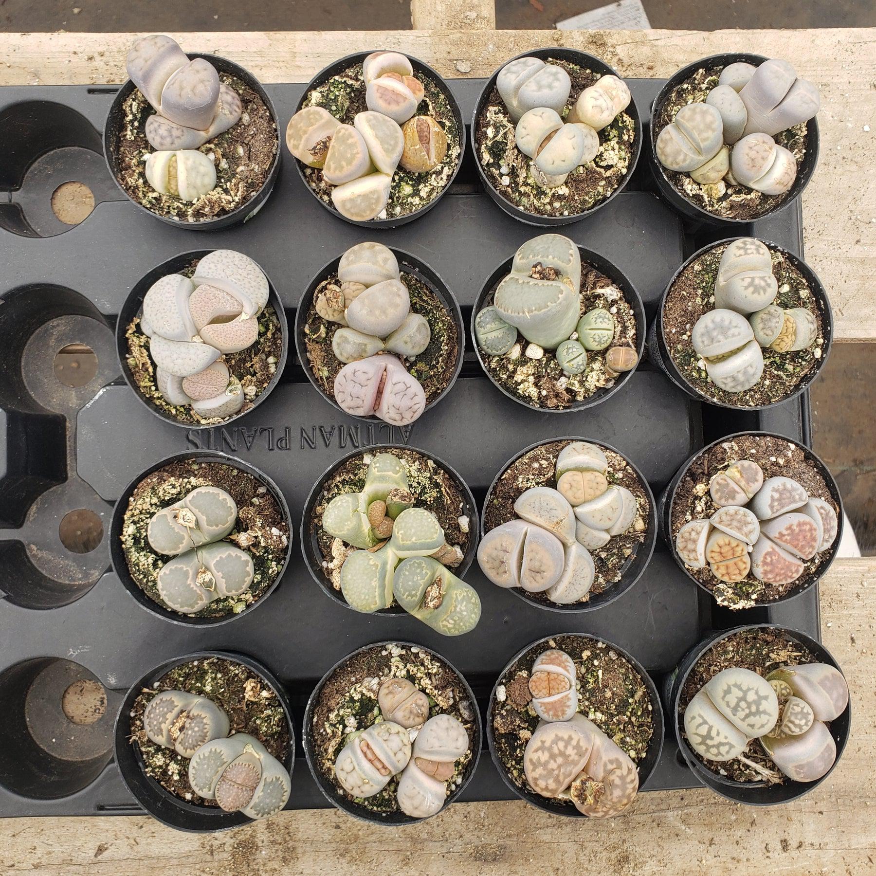 Lithops Mesembs & Mimicry Succulents-Succulent - Small-The Succulent Source