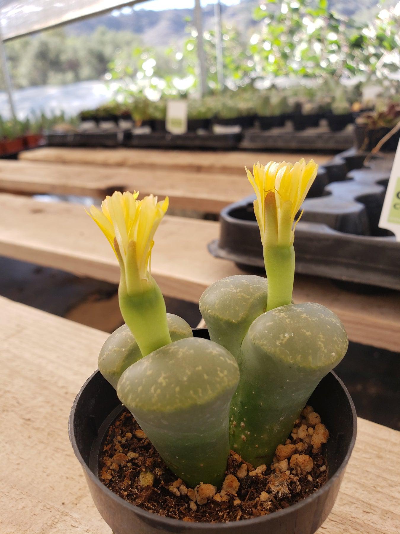 Lithops Mesembs & Mimicry Succulents-Succulent - Small-The Succulent Source