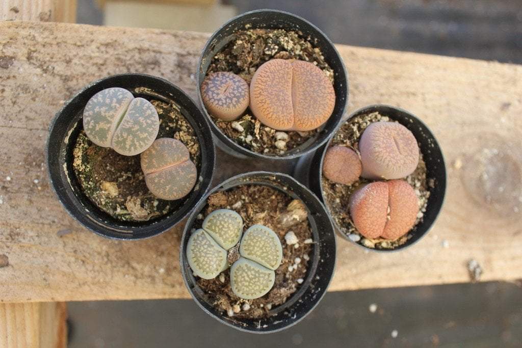 Lithops Mesembs & Mimicry Succulents-Succulent - Small-The Succulent Source