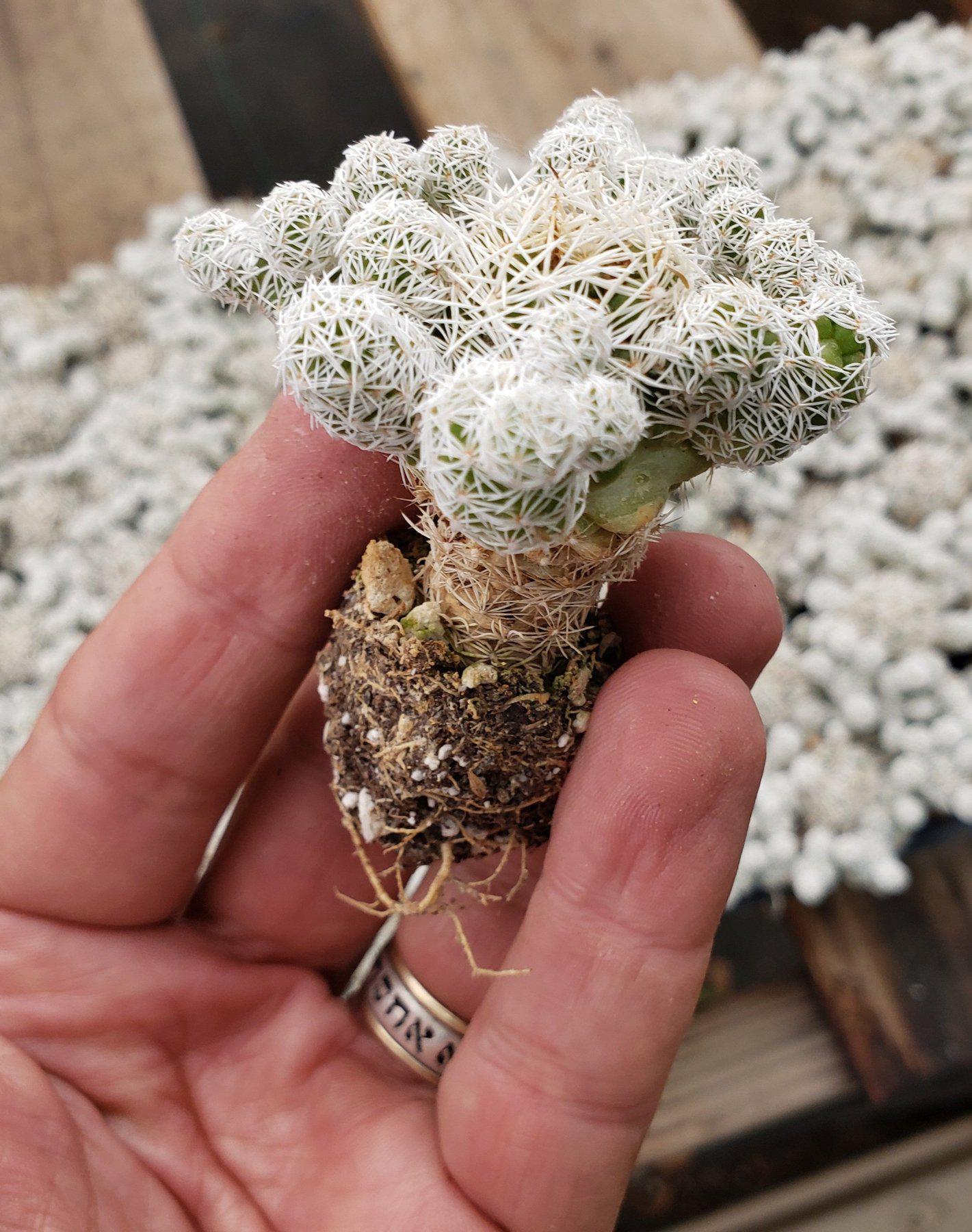 MAMMILARIA Gracilis Fragilis Pencil Eraser cactus 96 Cell Pack-Cactus - Small-The Succulent Source