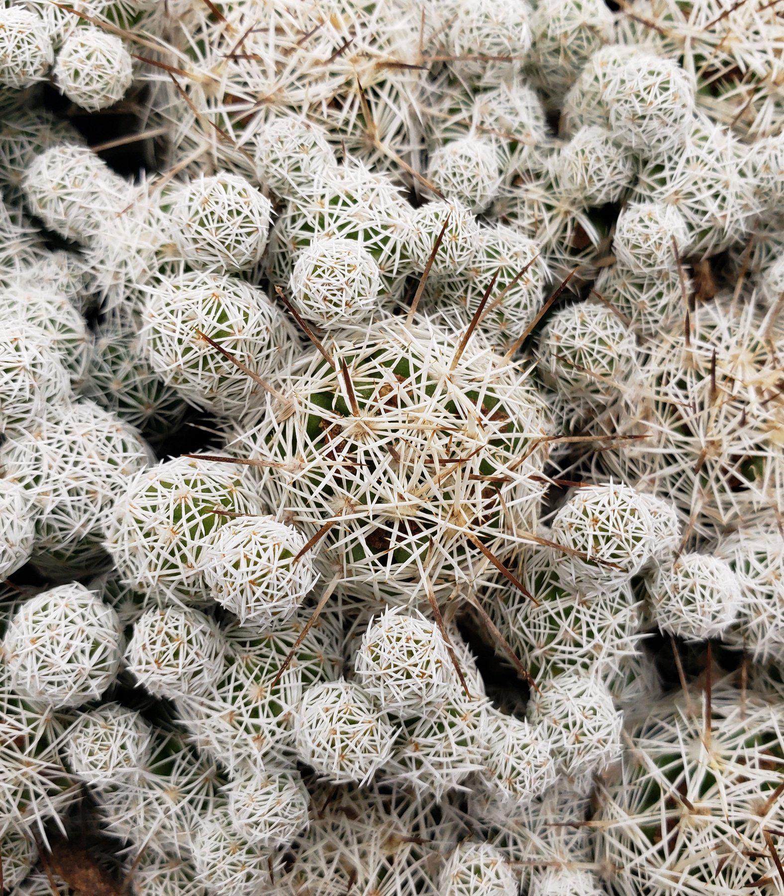 MAMMILARIA Gracilis Fragilis Pencil Eraser cactus 96 Cell Pack-Cactus - Small-The Succulent Source