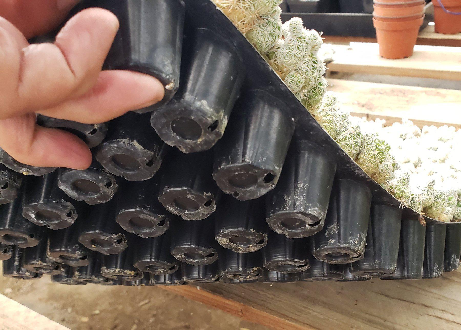 MAMMILARIA Gracilis Fragilis Pencil Eraser cactus 96 Cell Pack-Cactus - Small-The Succulent Source