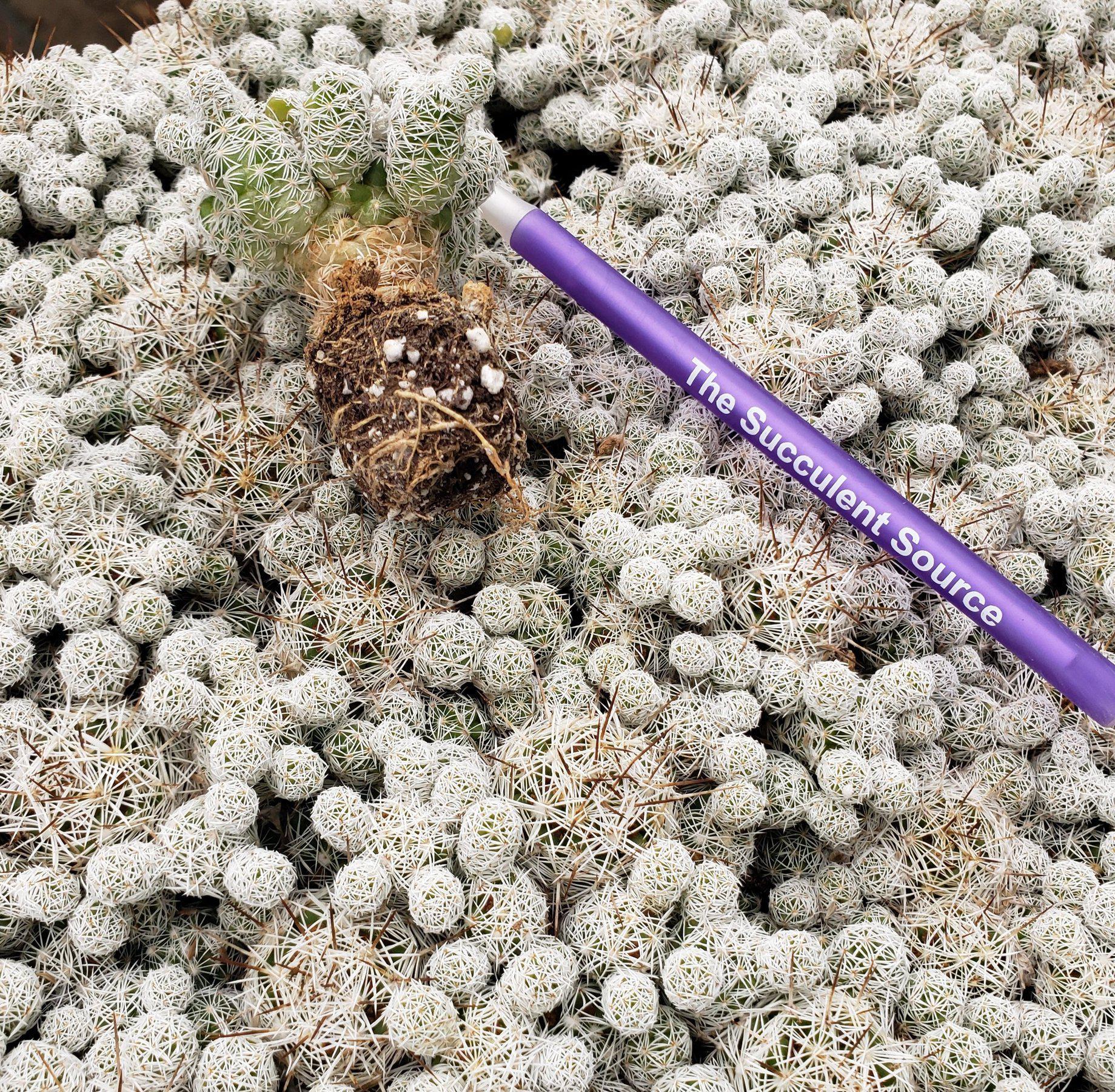 MAMMILARIA Gracilis Fragilis Pencil Eraser cactus 96 Cell Pack-Cactus - Small-The Succulent Source