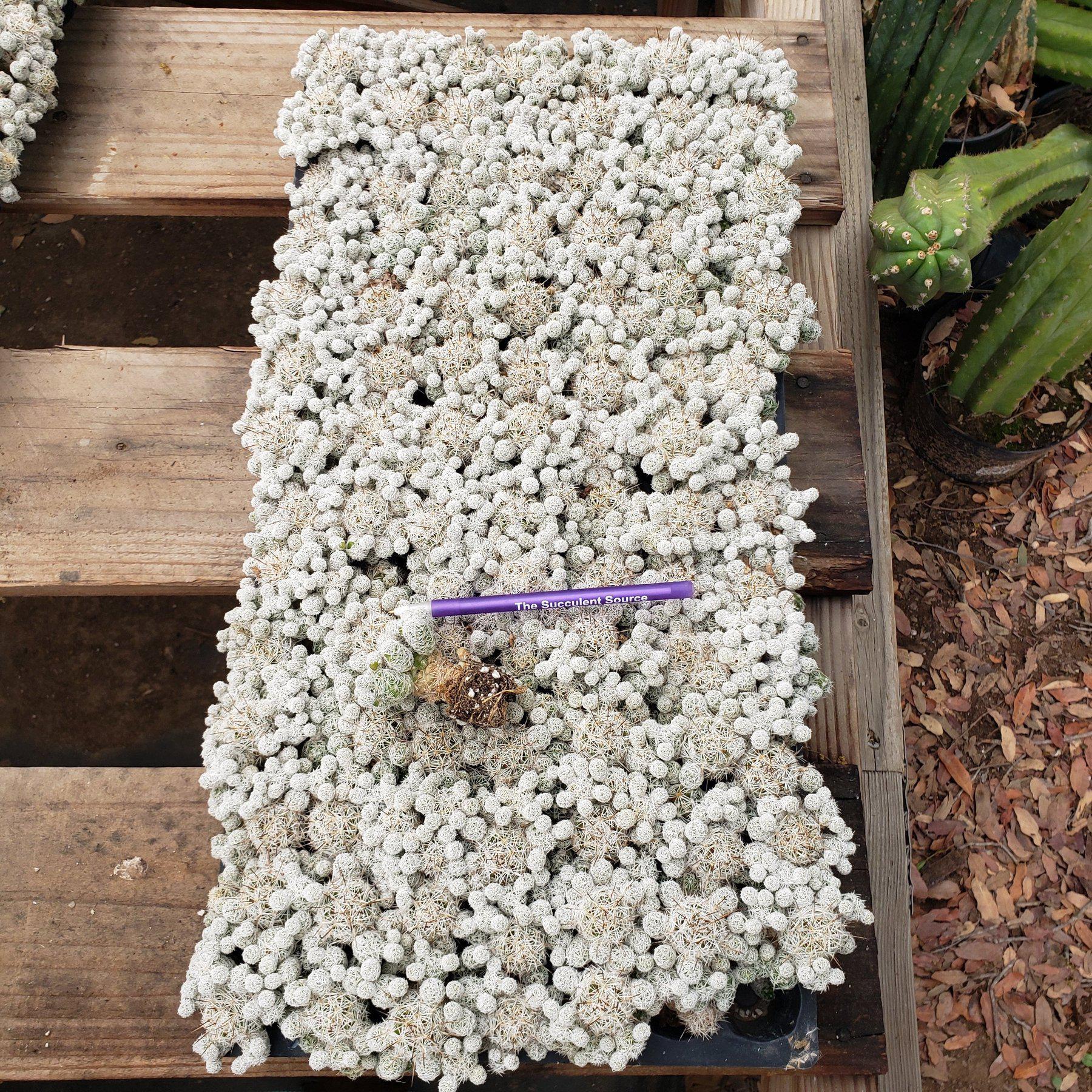 MAMMILARIA Gracilis Fragilis Pencil Eraser cactus 96 Cell Pack-Cactus - Small-The Succulent Source