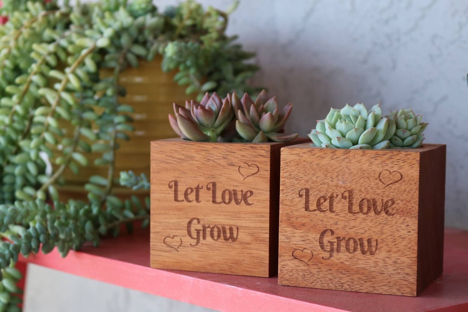 Send a Succulent Gift - Succulent Reclaimed