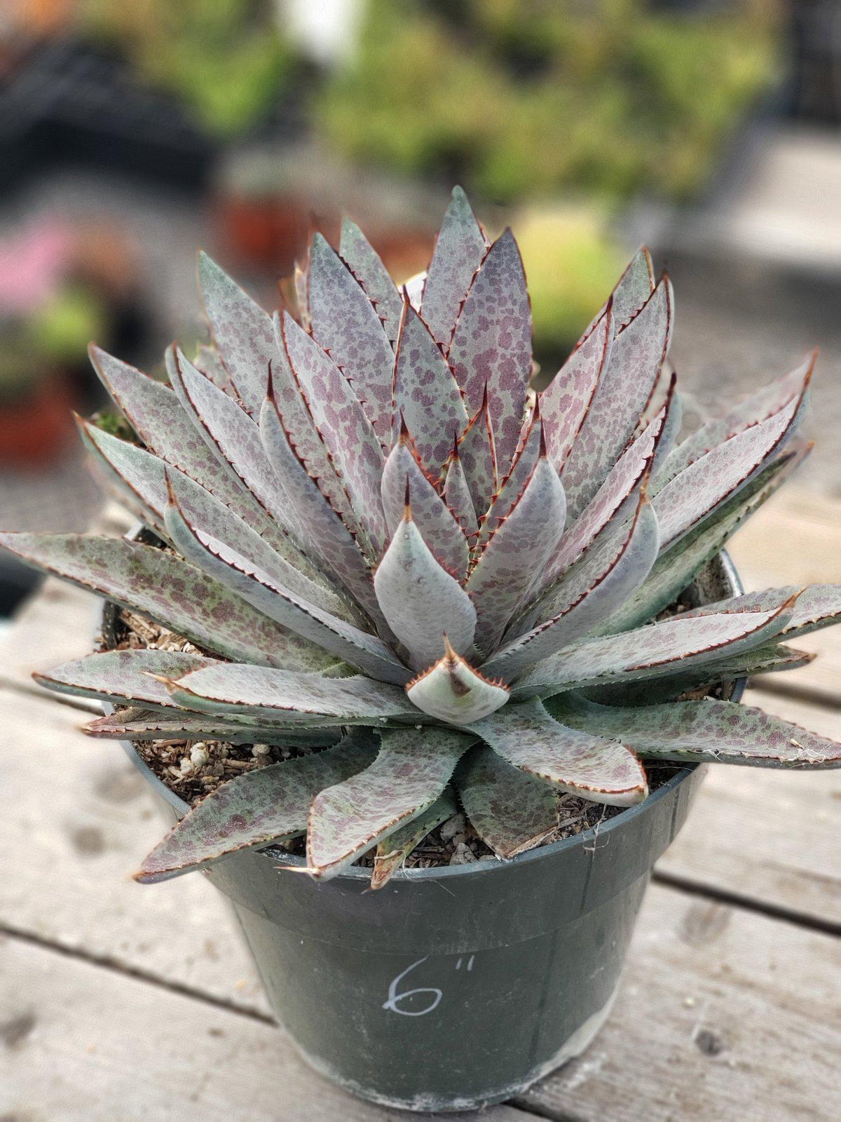 Mangave Bloodspot Agave 6"-Succulent - Large - Exact-The Succulent Source