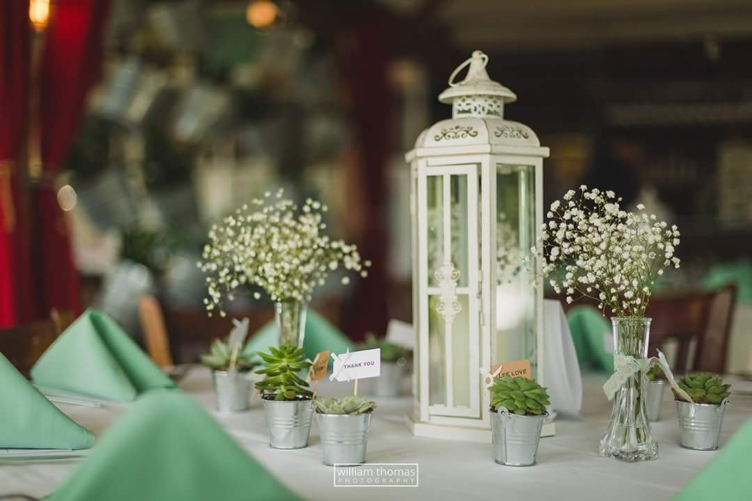 Pails bulk wholesale succulent prices at the succulent source - 2