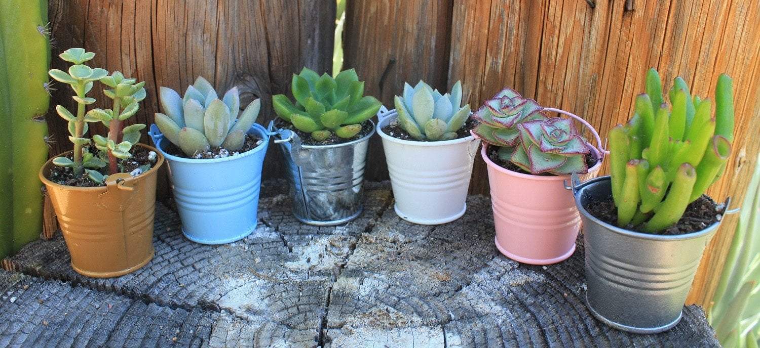 Pails-Accessory-The Succulent Source