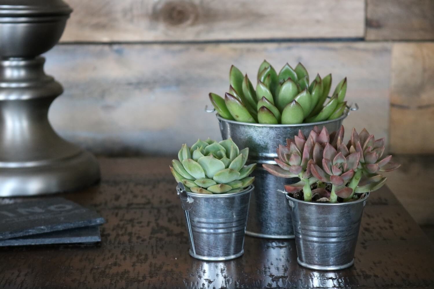 Send a Succulent Gift - Succulent Metal Pails