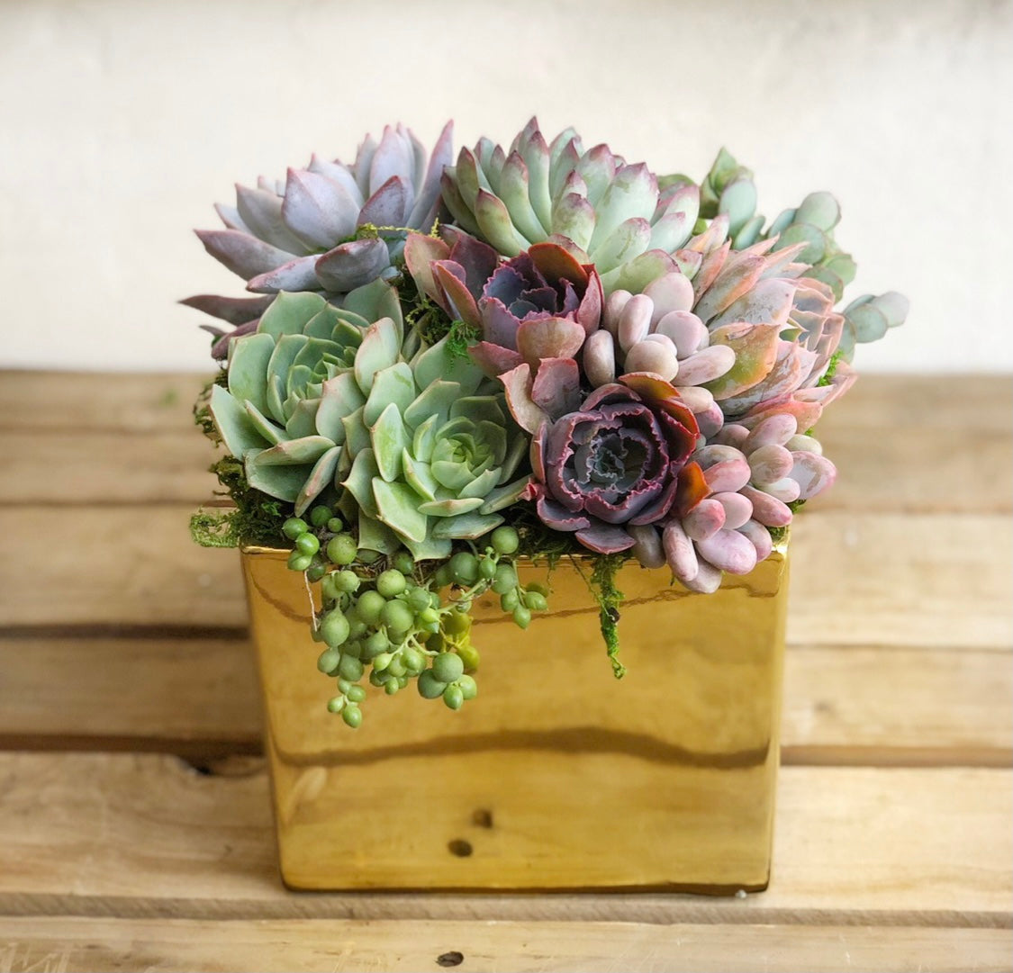 Metallic Glazed Ceramic Cube Planted with Colorful Succulents.