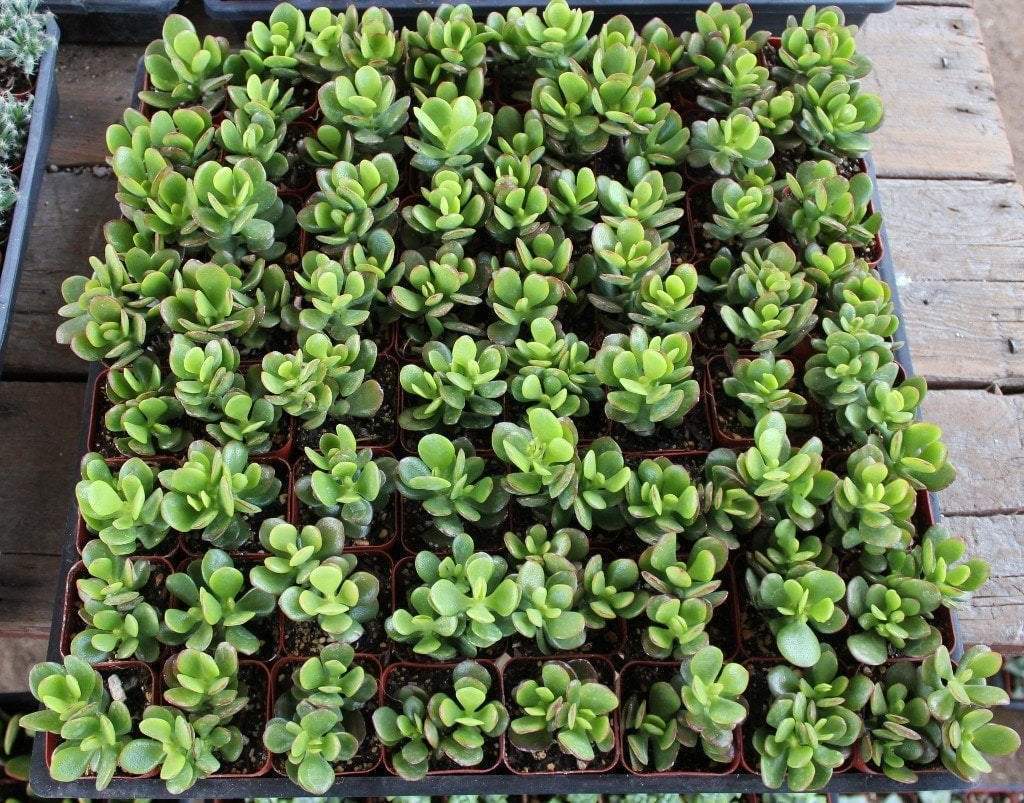 jade plant price in nursery Mini Leaf Jade Plants