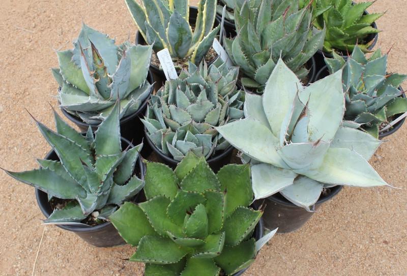 3 Agaves in 1 gallon containers FREE Shipping bulk wholesale succulent prices at the succulent source - 5