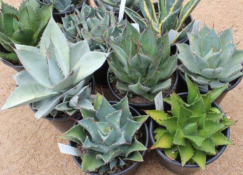 3 Agaves in 1 gallon containers FREE Shipping bulk wholesale succulent prices at the succulent source - 6