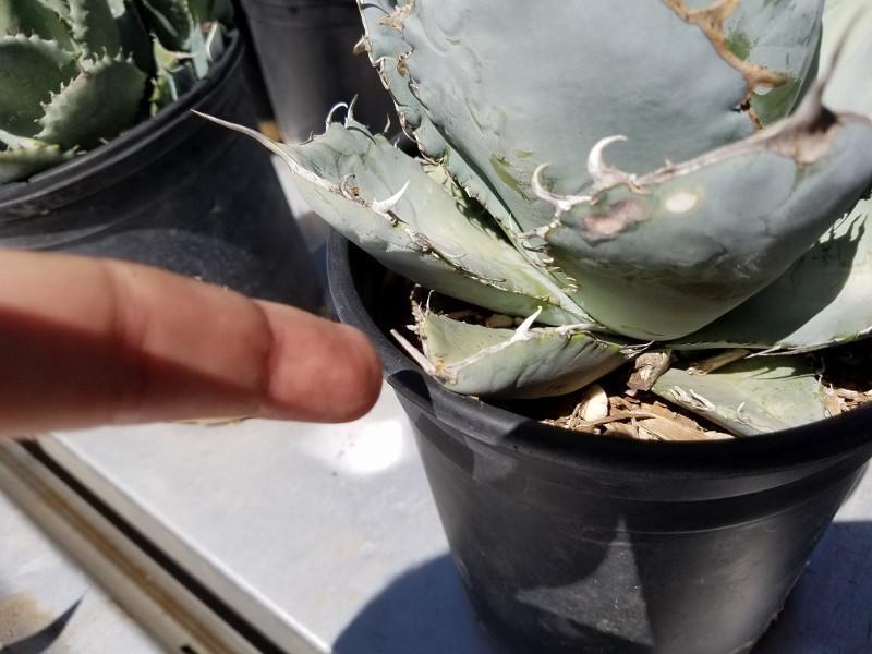 3 Agaves in 1 gallon containers FREE Shipping bulk wholesale succulent prices at the succulent source - 8