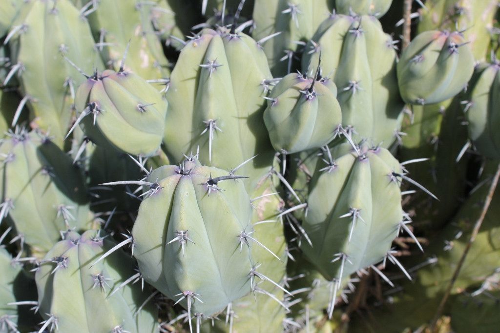 Myrtillocactus Geometrizans Cactus Cutting bulk wholesale succulent prices at the succulent source - 3