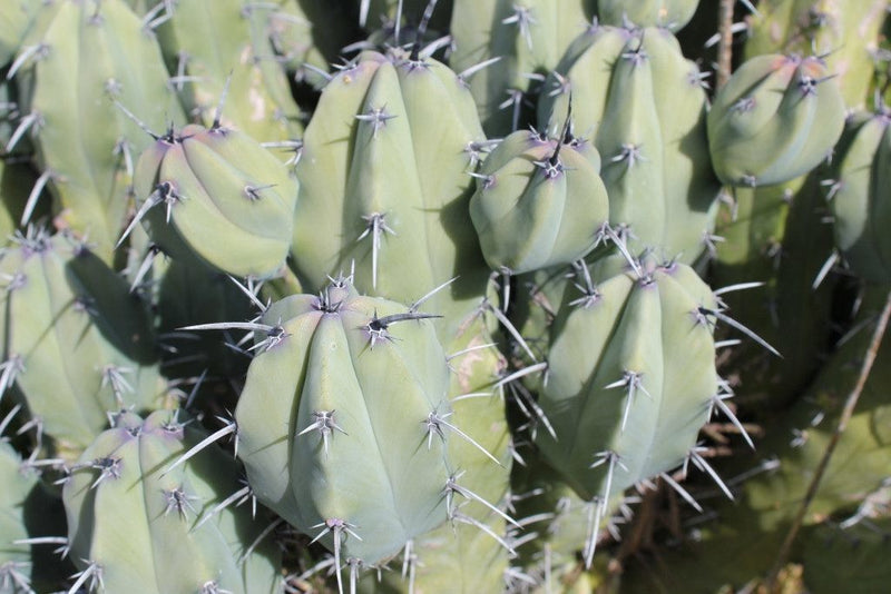 Myrtillocactus Geometrizans Cactus Cutting bulk wholesale succulent prices at the succulent source - 3