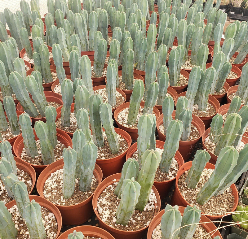 Myrtillocactus Geometrizans Cactus Cuttings & Potted-Cactus - Cutting-The Succulent Source