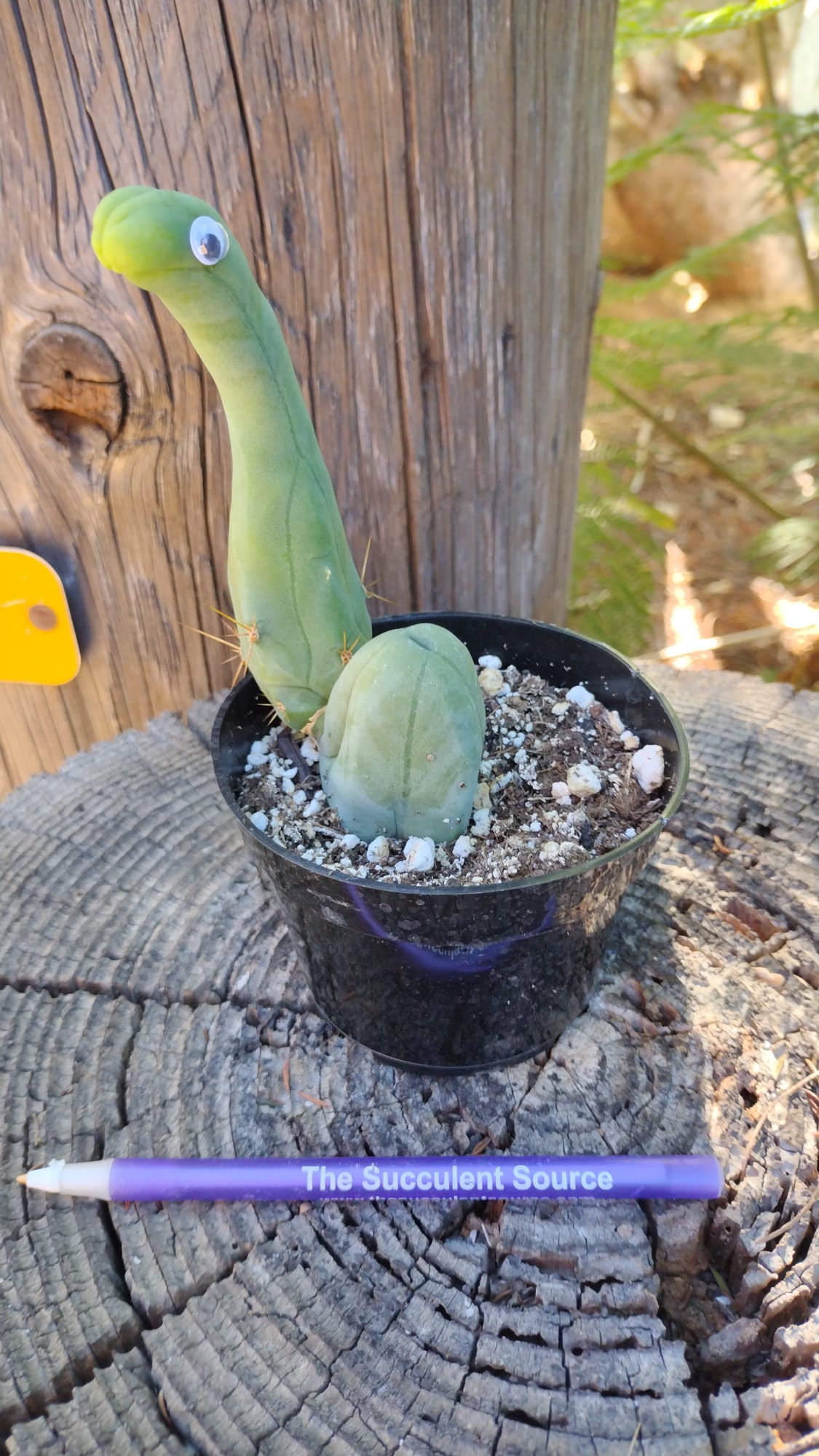 Nessie our Loch Ness Monster **Limited Edition**-Cactus - Small-The Succulent Source