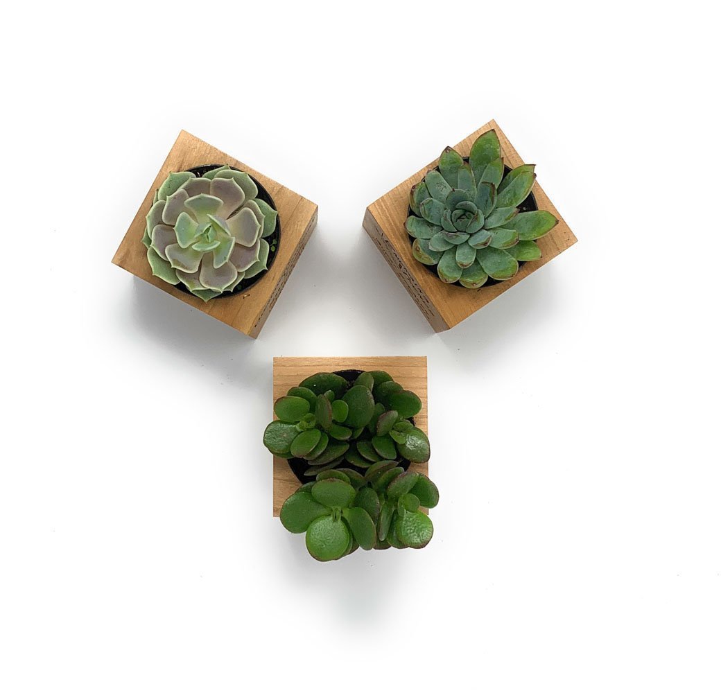 Etched Wood Cube-Succulent - Gift-The Succulent Source