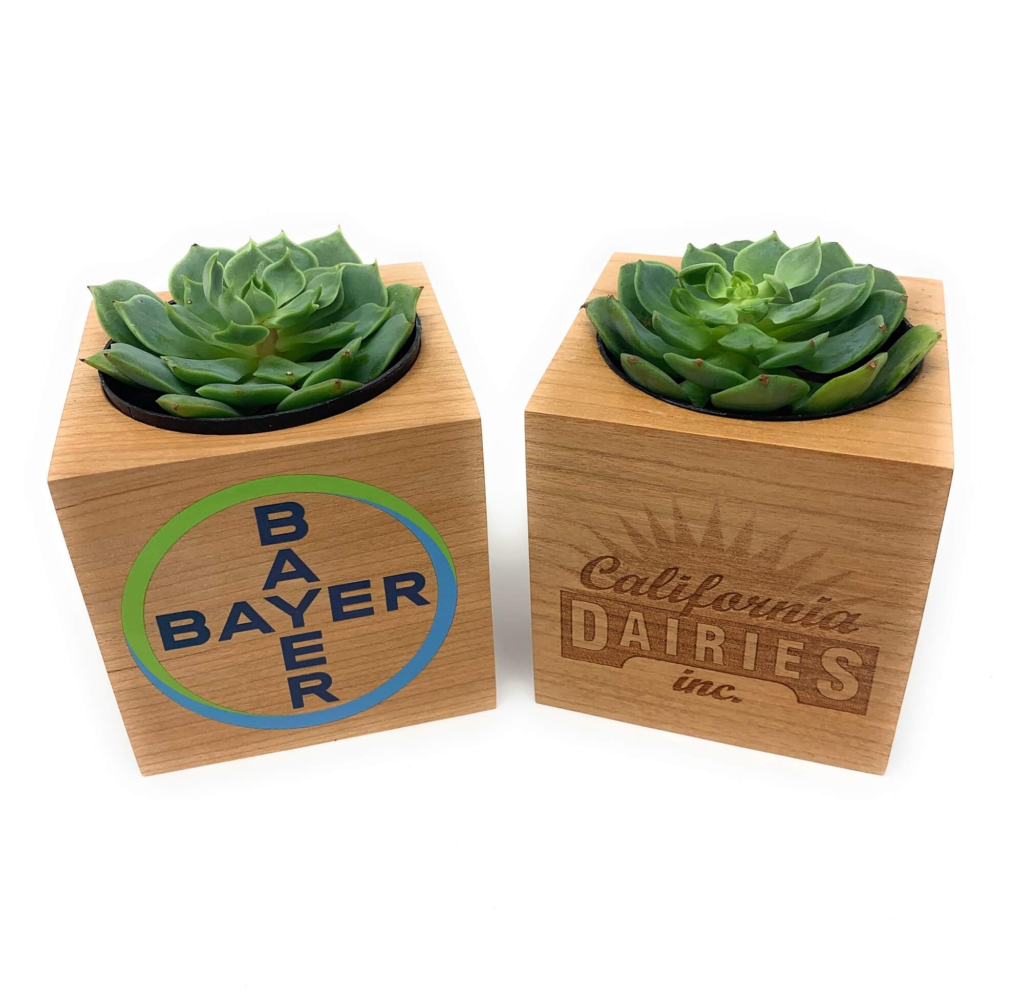 One Branded Wood Cube-Succulent - Corporate-The Succulent Source