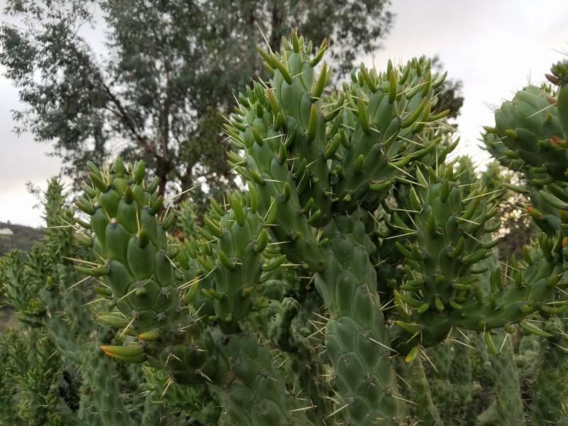 Opuntia Subulata Eve's Needles Cactus Cuttings approx 12