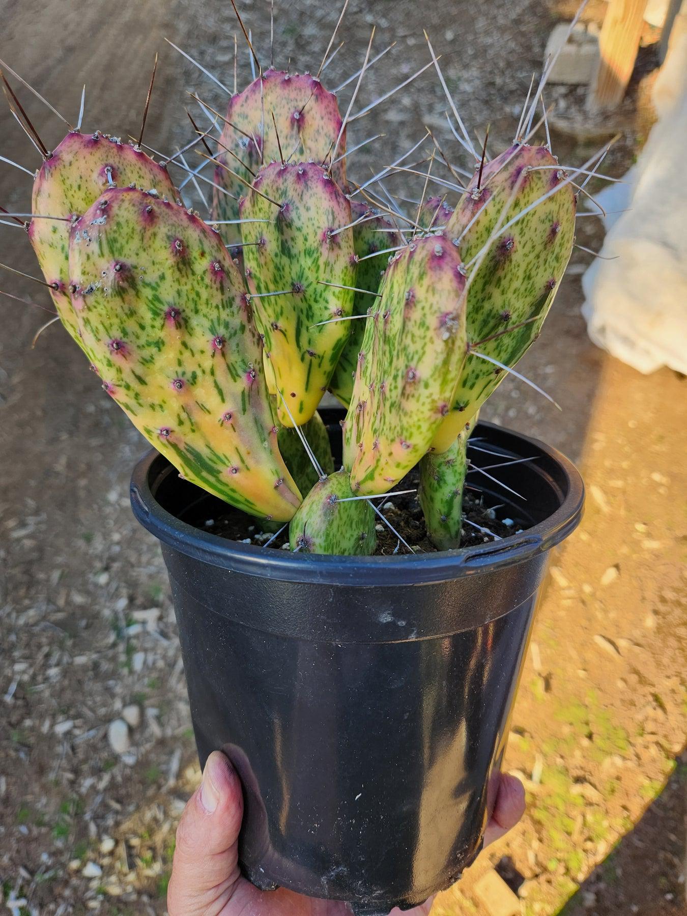 Opuntia Varieties aka Nopales Ornamental Cuttings-Cactus - Cutting-The Succulent Source