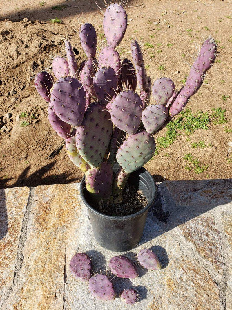 Opuntia aka Nopales Ornamental Cuttings-Cactus - Cutting-The Succulent Source