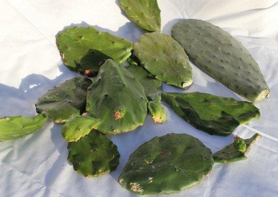 Opuntia Varieties aka Nopales Ornamental Cuttings 6 lbs Assorted opuntias