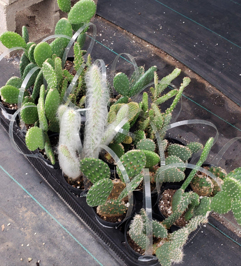 Opuntia Varieties aka Nopales Ornamental Cuttings-Cactus - Cutting-The Succulent Source