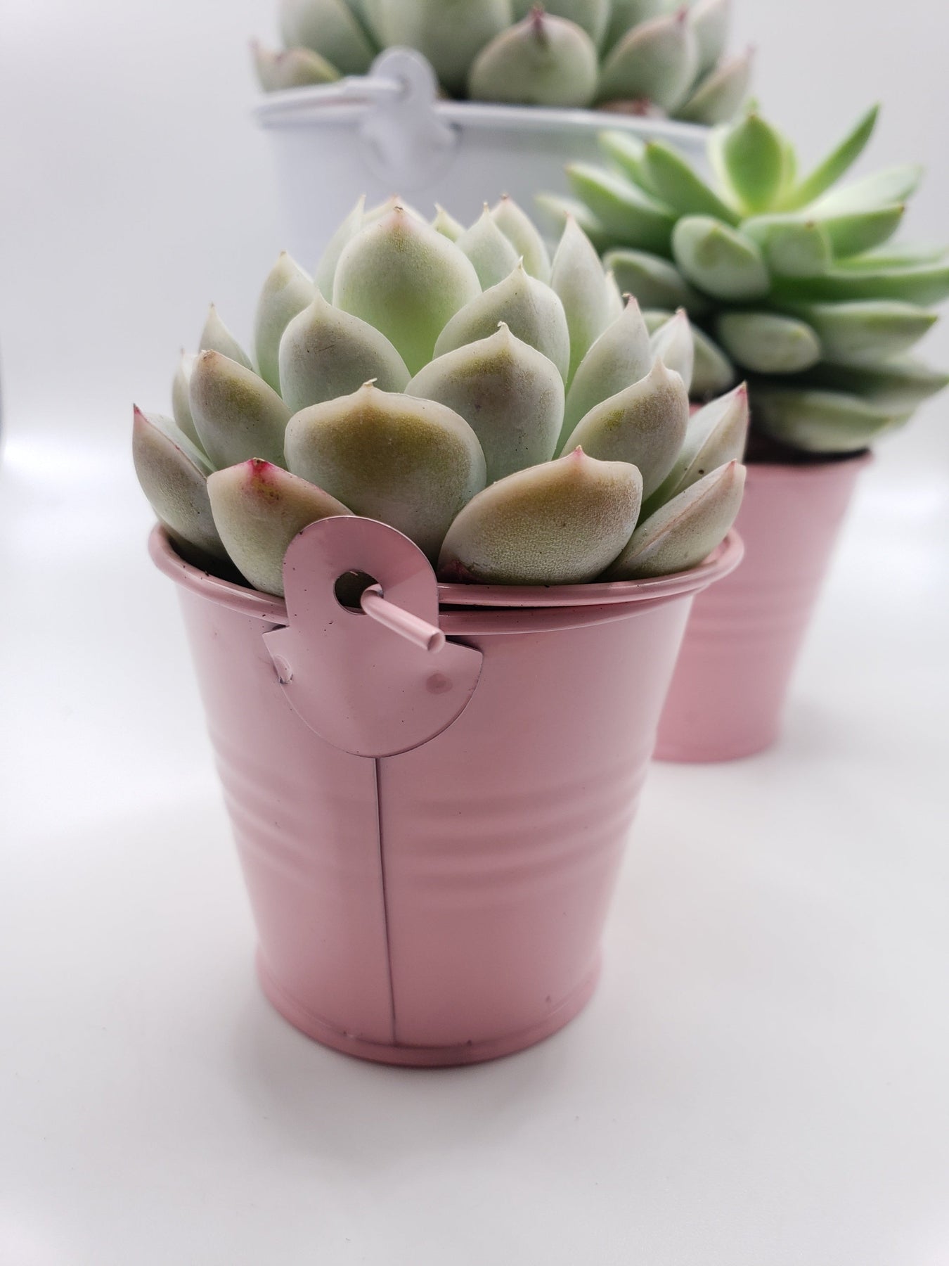 Say It With Succulents- Pastel Metal Pails with (1) 4" and (2) 2.5" assorted succulents- choose Your Card- FREE SHIPPING-SayIt-The Succulent Source