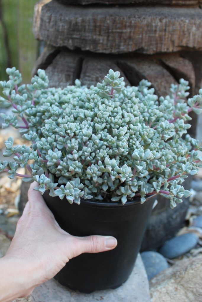 Pink Ice Plant / Sandstone Vygie bulk wholesale succulent prices at the succulent source - 3