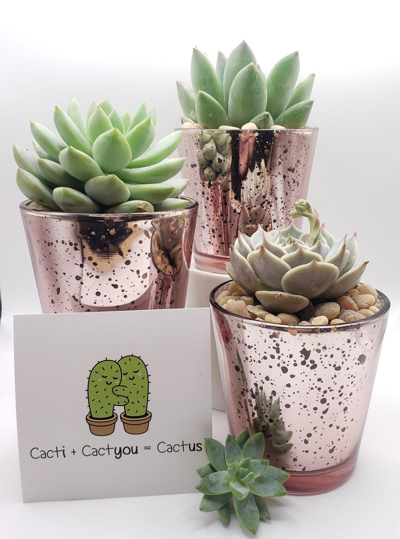 Pink Trio - Say It with Succulents-SayIt-The Succulent Source