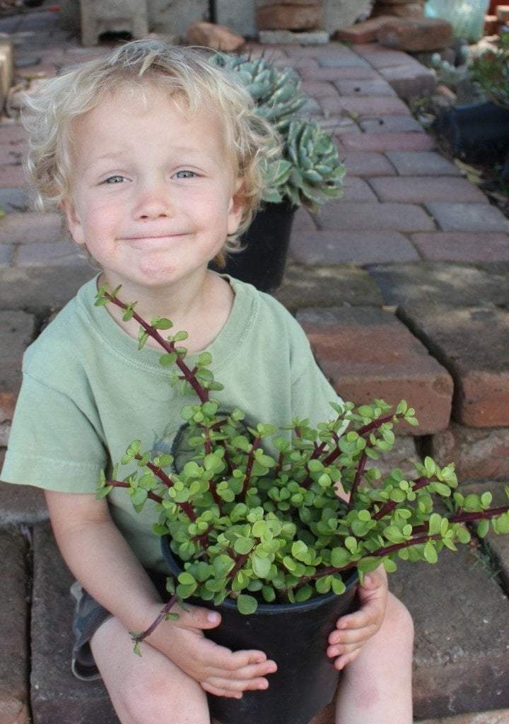 Portulacaria afra Elephant Bush succulent - 1 Gallon GREEN Portulacaria afra Elephant Bush succulent