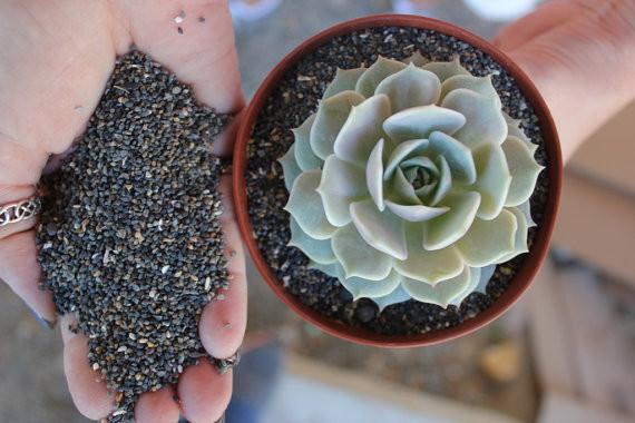 Colored Potting Gravel - Black Pearl or Salmon bulk wholesale succulent prices at the succulent source - 1