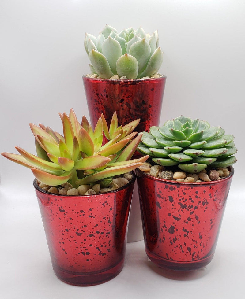 Red Trio - Say It with Succulents-SayIt-The Succulent Source