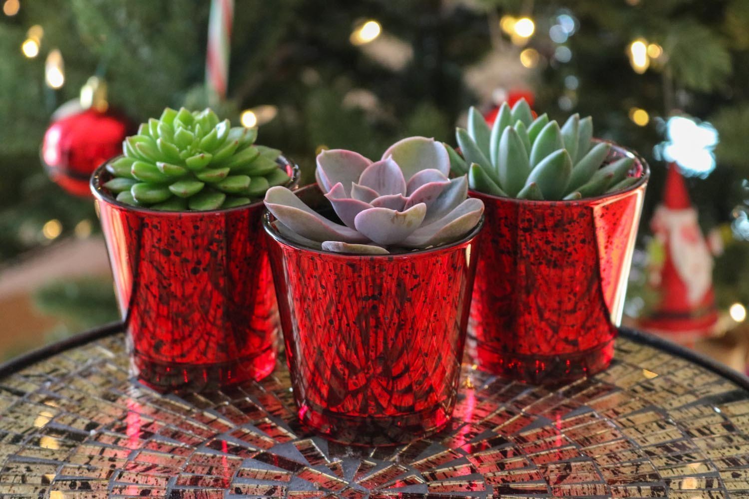 Valentines Trio - Say It with Succulents bulk wholesale succulent prices at the succulent source - 1
