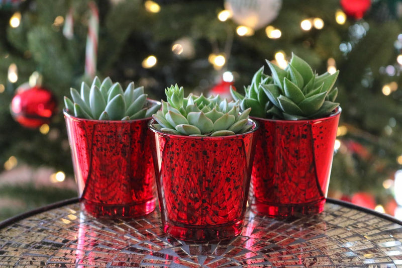 Valentines Trio - Say It with Succulents bulk wholesale succulent prices at the succulent source - 2