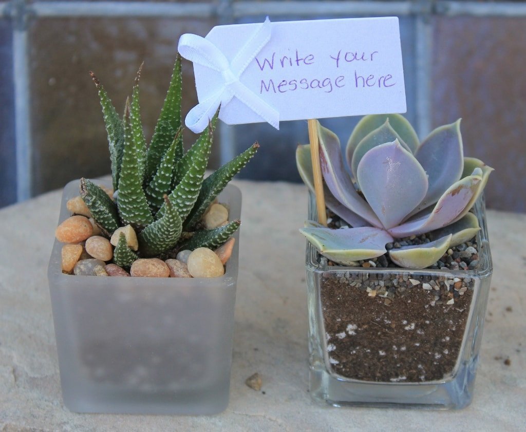 20 Favor Tags bulk wholesale succulent prices at the succulent source - 3